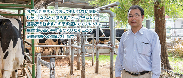 乳牛と乳房炎とは切っても切れない関係。しかし、なんとか減らすことはできないか。酪農家を悩ますこの感染症にかかりにくい、生産性の高い牛群をつくりだすことで酪農現場への貢献を目指す。