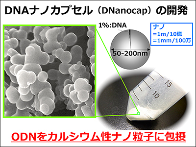 DNAナノカプセルの開発