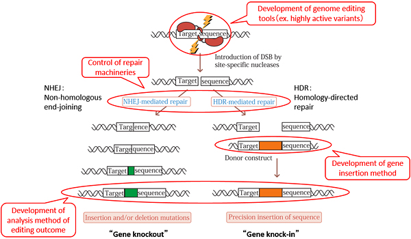 Fig 2: Mechanism and technology development of genetic engineering using genome editing
