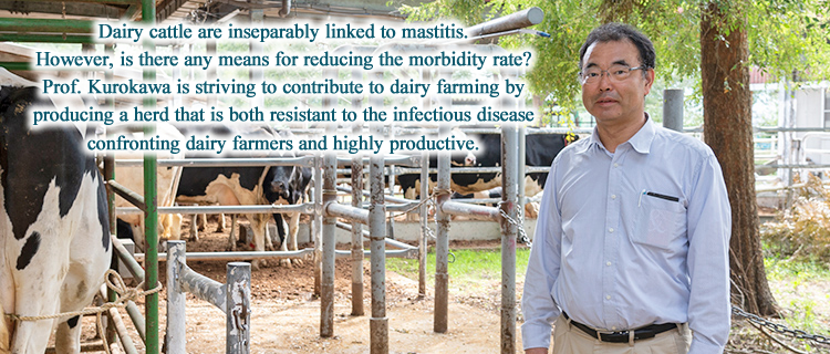 Dairy cattle are inseparably linked to mastitis. However, is there any means for reducing the morbidity rate? Prof. Kurokawa is striving to contribute to dairy farming by producing a herd that is both resistant to the infectious disease confronting dairy farmers and highly productive.