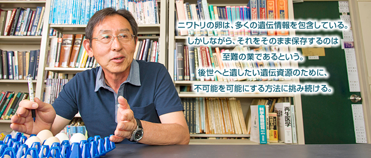 ニワトリの卵は、多くの遺伝情報を包含している。しかしながら、それをそのまま保存するのは至難の業であるという。後世へと遺したい遺伝資源のために、不可能を可能にする方法に挑み続ける。