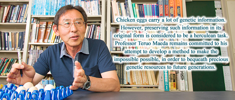 Chicken eggs carry a lot of genetic information. However, preserving such information in its original form is considered to be a herculean task. Professor Teruo Maeda remains committed to his attempt to develop a method to make the impossible possible, in order to bequeath precious genetic resources to future generations.