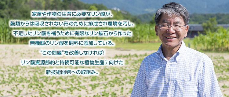 家畜や作物の生育に必要なリン酸が、穀物からは吸収されない形のために排泄され環境を汚し、不足したリン酸を補うために有限なリン鉱石から作った無機態のリン酸を飼料に添加している。この問題を改善しなければ！リン酸資源節約と維持可能な植物生産に向けた新技術開発への取組み。