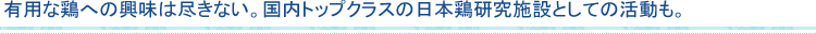 有用な鶏への興味は尽きない。国内トップクラスの日本鶏研究施設としての活動も。