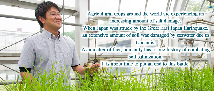 Agricultural crops around the world are experiencing an increasing amount of salt damage.When Japan was struck by the Great East Japan Earthquake, an extensive amount of soil was damaged by seawater due to tsunamis. As a matter of fact, humanity has a long history of combating soil salinization.It is about time to put an end to this battle. 