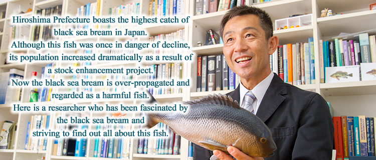 Hiroshima Prefecture boasts the highest catch of black sea bream in Japan.Although this fish was once in danger of decline, its population increased dramatically as a result of a stock enhancement project.Now the black sea bream is over-propagated and regarded as a harmful fish.Here is a researcher who has been fascinated by the black sea bream and striving to find out all about this fish.