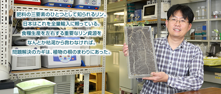 肥料の三要素のひとつとして知られるリン。日本はこれを全量輸入に頼っている。食糧生産を左右する重要なリン資源をなんとか枯渇から救わなければ。問題解決のカギは、植物の根のまわりにあった。