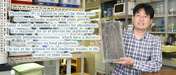 Phosphorus (P) is known as one of the three main fertilizer nutrients required for plant growth.  Japan is totally dependent on imports for phosphorus. It is necessary for us to prevent the depletion of important phosphorus resources, which have a decisive influence on food production.   The key to the solution of this challenge resides in the vicinity of plant roots.