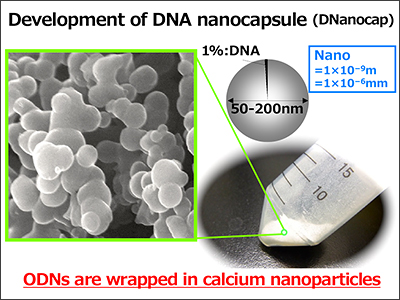  Development of DNA nanocapsule (DNanocap)