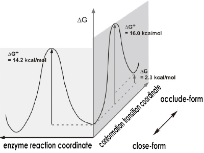 fig:Fluctuation and enzyme reaction control in the two time domains of DHFR activity loop structure