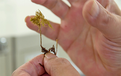 苔の標本