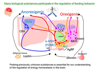 図：中枢・抹消に発現する生理活性物質が摂食行動を制御している