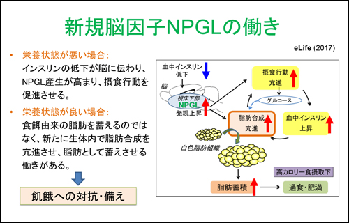 図：新規脳因子NPGLの働き