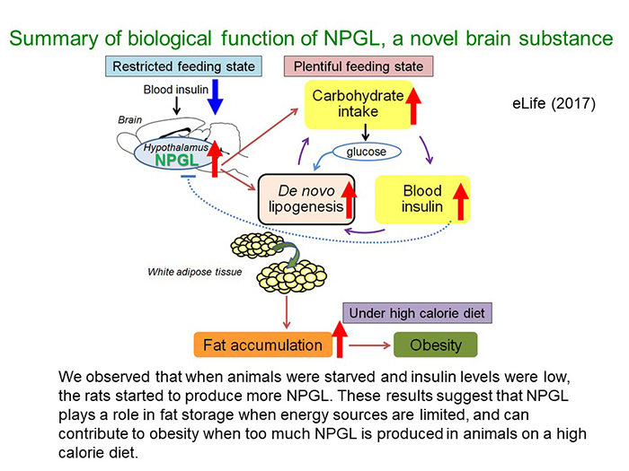 図：新規脳因子NPGLの働き