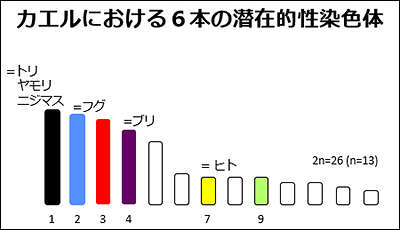 カエルで使われる6本の性染色体