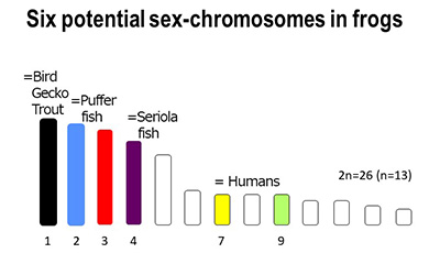 Six potential sex chromosomes in frogs