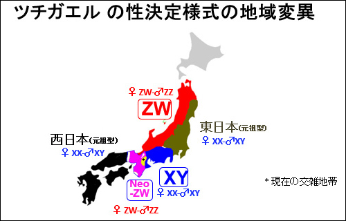 わが国に生息するツチガエルの性決定様式の地域変異