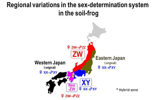 The above figure shows regional variations in the sex determination system in the soil-frog living in Japan.