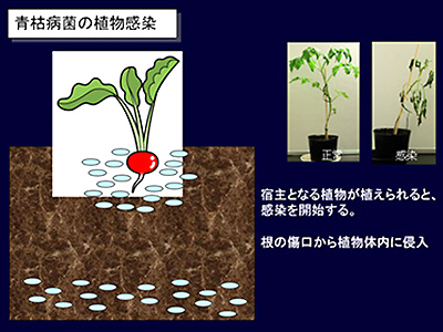 Fig. 2: Conceptual rendering of a plant infected with Ralstonia solanacearum