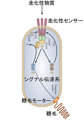 Fig. 4: Conceptual rendering of chemotaxis sensors