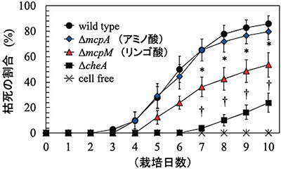 Fig. 6: Tomato seedlings infected with R. solanacearum MAFF106611 and its chemotaxis mutants