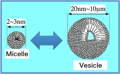 Fig. 1: Vesicle-micelle
						transition