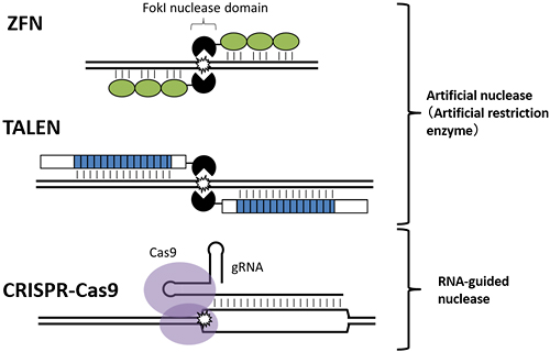 Fig 1: Three kinds of genome editing tools