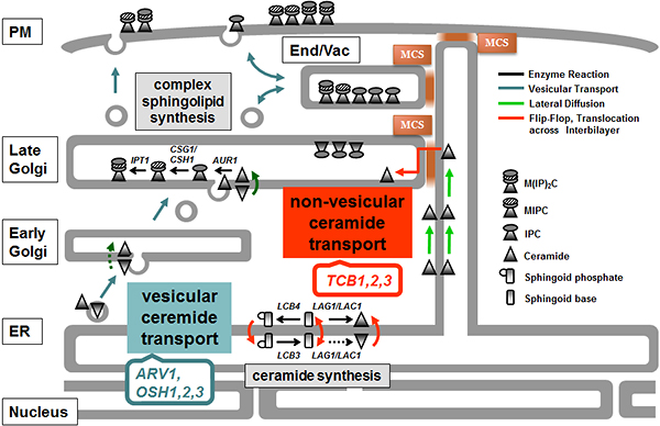 Fig 1: Molecular mechanisms of synthesis and trafficking of sphingolipids in yeast (schematic diagram)