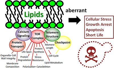 Fig 2: Cellular functions controlled by lipids (schematic diagram)