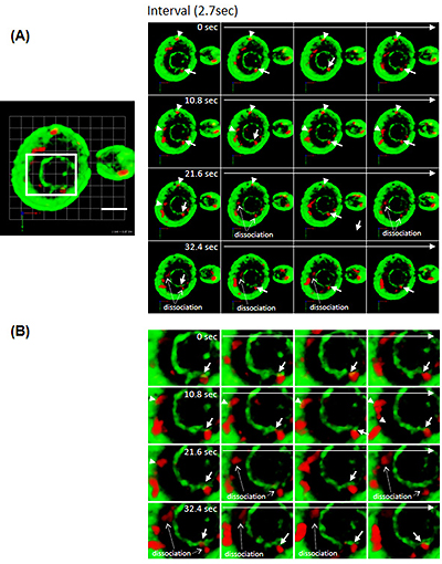 Fig 3: Time-lapse observation of membrane contact sites between the endoplasmic reticulum and Golgi apparatus (arrows, arrowheads). Panel (B) shows magnified views of the white frame in Panel (A).