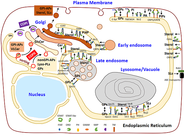 図4／真核生物細胞の細胞質網状構造（ER）と分泌／エンドサイトーシスの細胞小器官の間の脂質輸送の概要