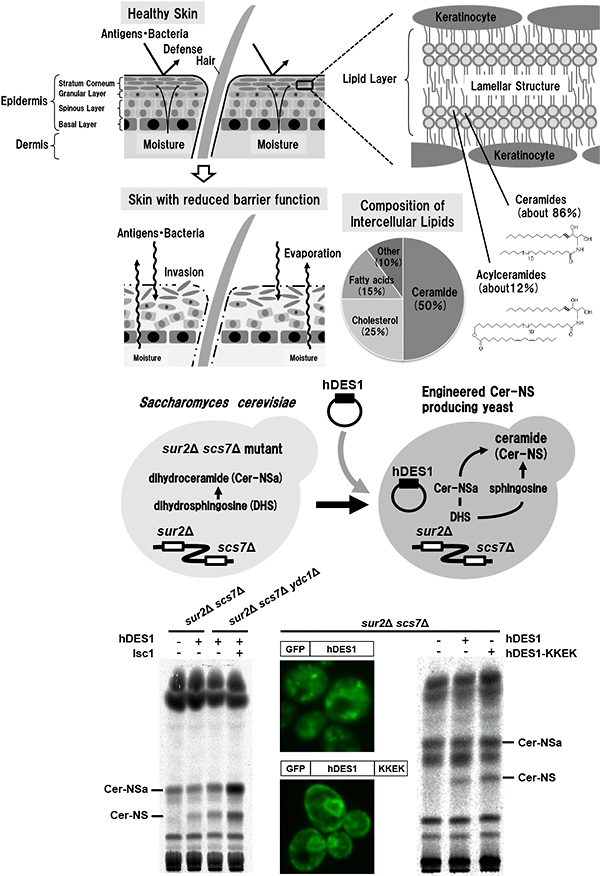 Fig 5: Roles of ceramide in the skin and production of ceramide NS by yeasts