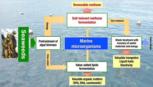 Fig. 1: Development of key technologies for complete utilization of macro algae as energy and material resources facilitated by the unique metabolism of marine microorganisms.