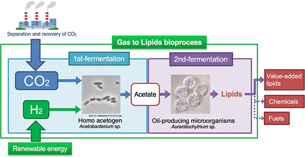 Fig. 3: A conceptual scheme of gas-to-lipid bioprocess