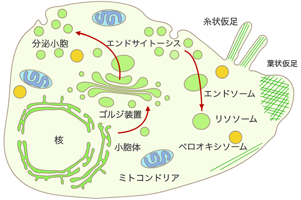 図1／細胞内膜系概念図：細胞内膜系は小胞輸送により繋がっている