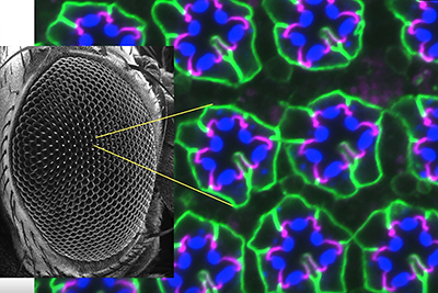 図2／ショウジョウバエの視細胞の様子