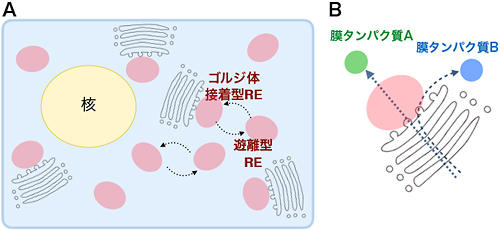 図3／ゴルジ体とREの関係（ゴルジ層板とREは各々グレーとピンクで表示）
      A：1つの細胞内には多数のゴルジ体とREが存在する。REにはゴルジ体接着型REと遊離型REの2種類が存在しており、REはゴルジ体への接着と解離を繰り返している。また、RE同士も接着と解離を繰り返している。
      B：小胞体からゴルジ体に送られてきた膜タンパク質の一部のみ、ゴルジ体接着型REを経由して細胞膜へと輸送される。ここでは緑で示した膜タンパク質AはREを経由して、青で示した膜タンパク質BはREを経由しないで、細胞膜へと輸送されている。