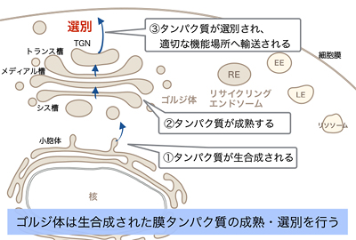 図4-1／ゴルジ体とREの役割　その1