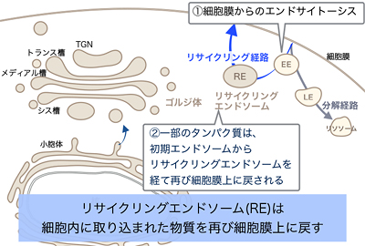 図4-2／ゴルジ体とREの役割　その2