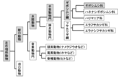 図1 ／ギボシムシの系統樹（出典：化学と生物）