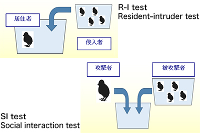 Resident–intruder test（居住者－侵入者テスト）とSocial interaction test（社会的相互作用テスト）概念図