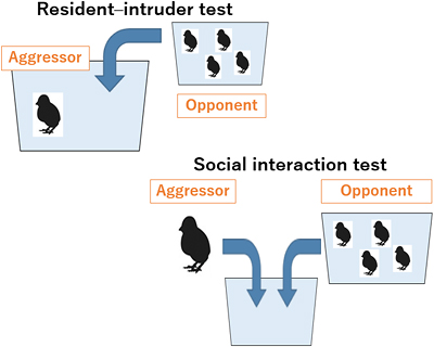 Schematic illustrations of resident–intruder test (R-I test) and social interaction test (SI test)