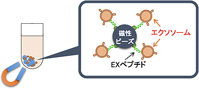 EXペプチドを用いたエクソソームの精製概念図