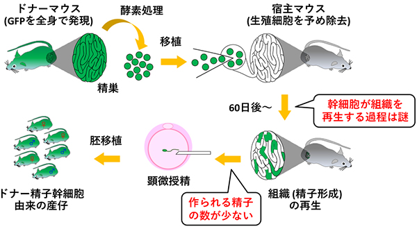 図3／1994年にマウスで開発された精子幹細胞の移植によって他個体の精巣で精子を作らせる方法